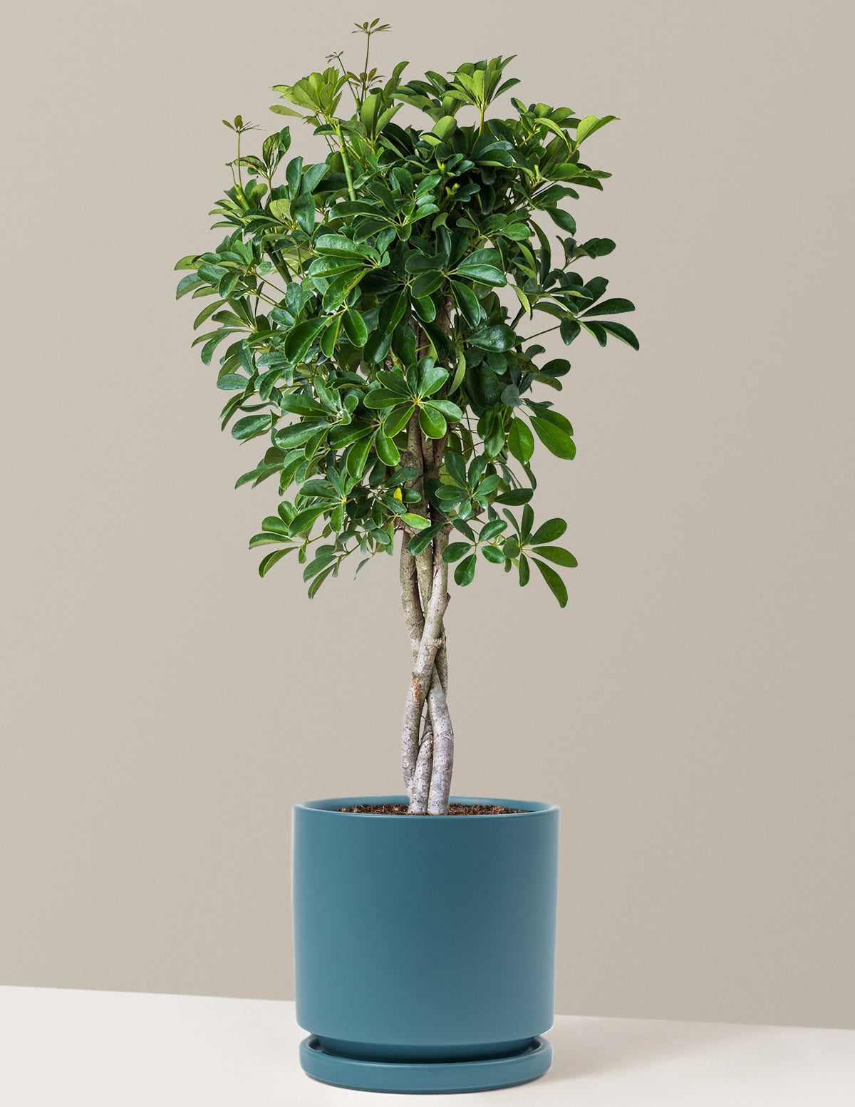 Örgü Gövdeli Schefflera Arboricola