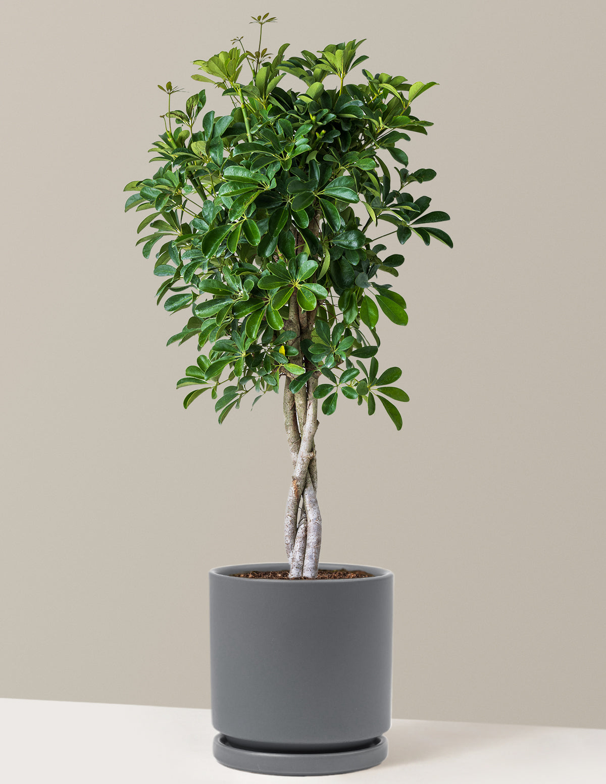 Örgü Gövdeli Schefflera Arboricola