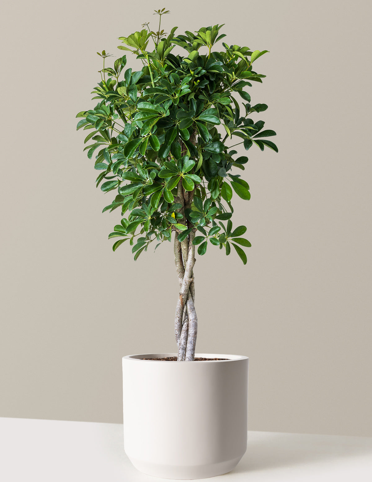Örgü Gövdeli Schefflera Arboricola