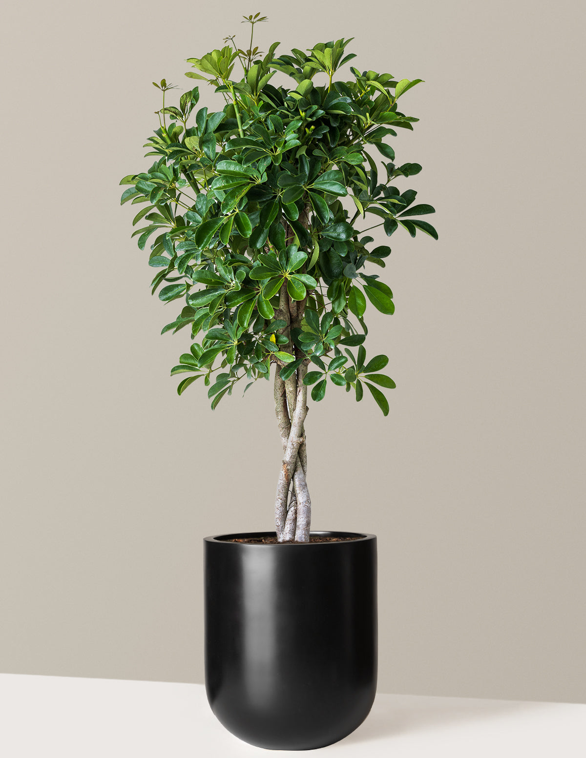 Örgü Gövdeli Schefflera Arboricola