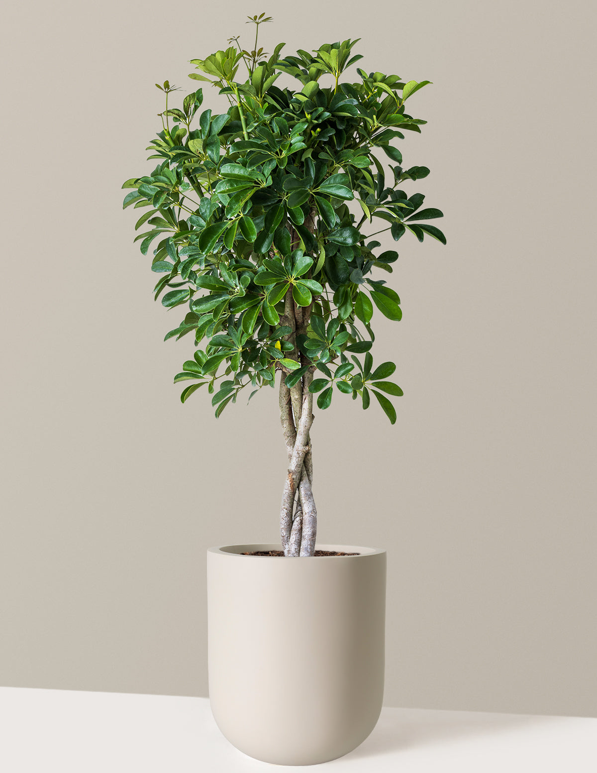 Örgü Gövdeli Schefflera Arboricola