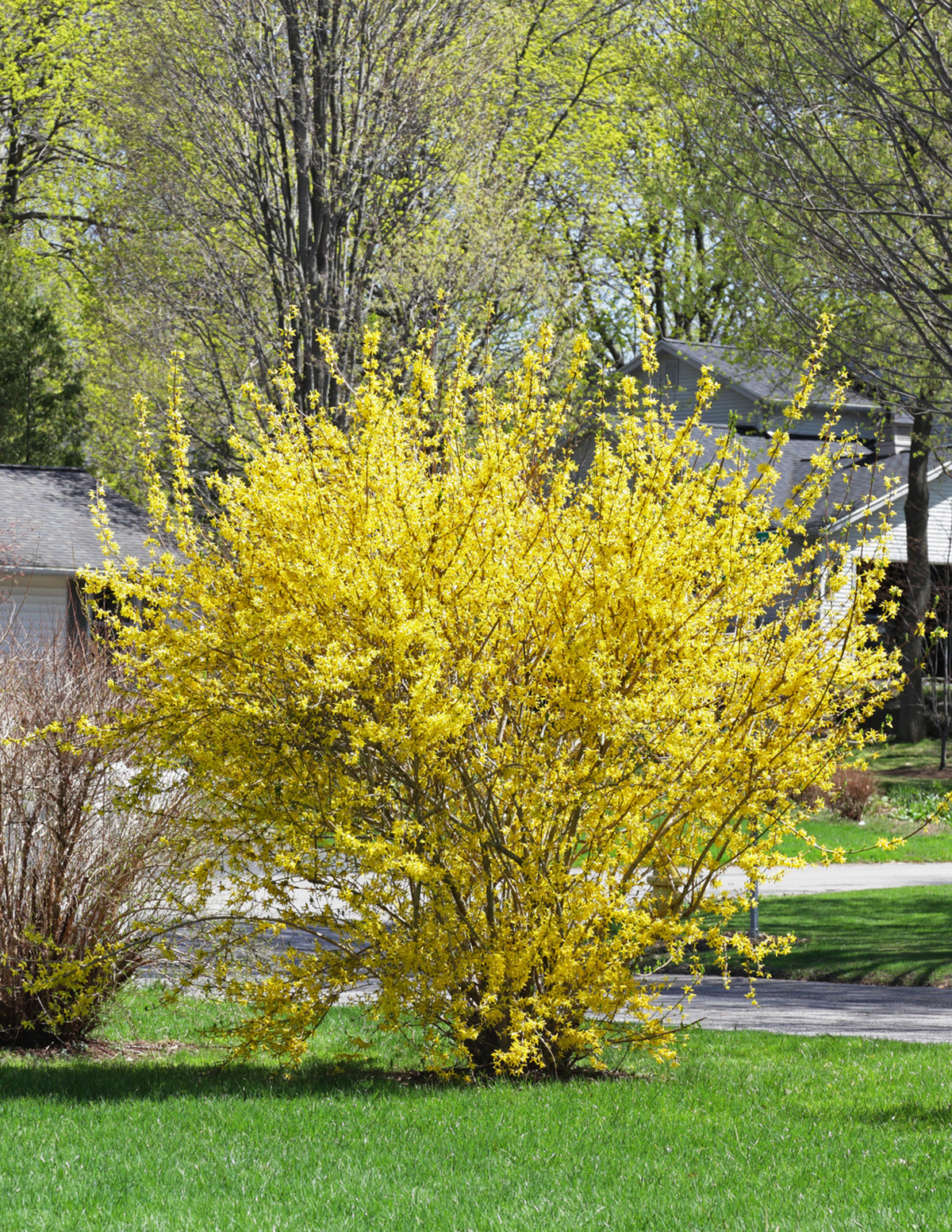 Lynwood Gold Forsythia Çalısı