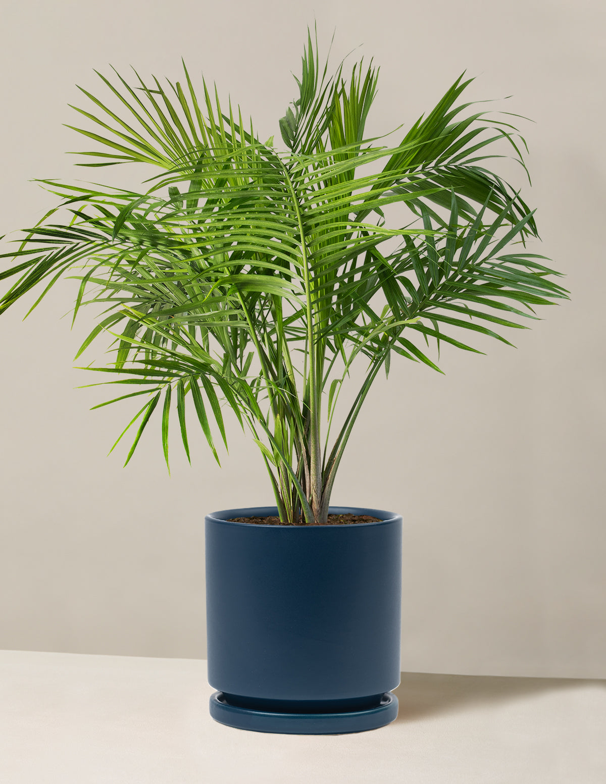 Büyük Majesty Palmiyesi