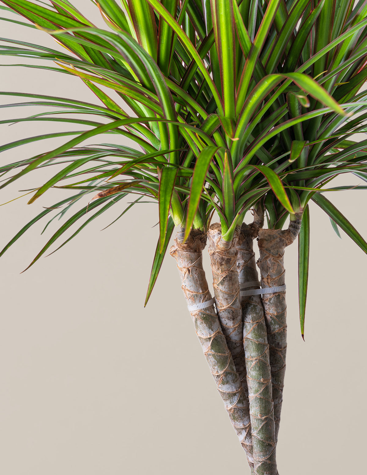 Örgü Gövdeli Dracaena Marginata
