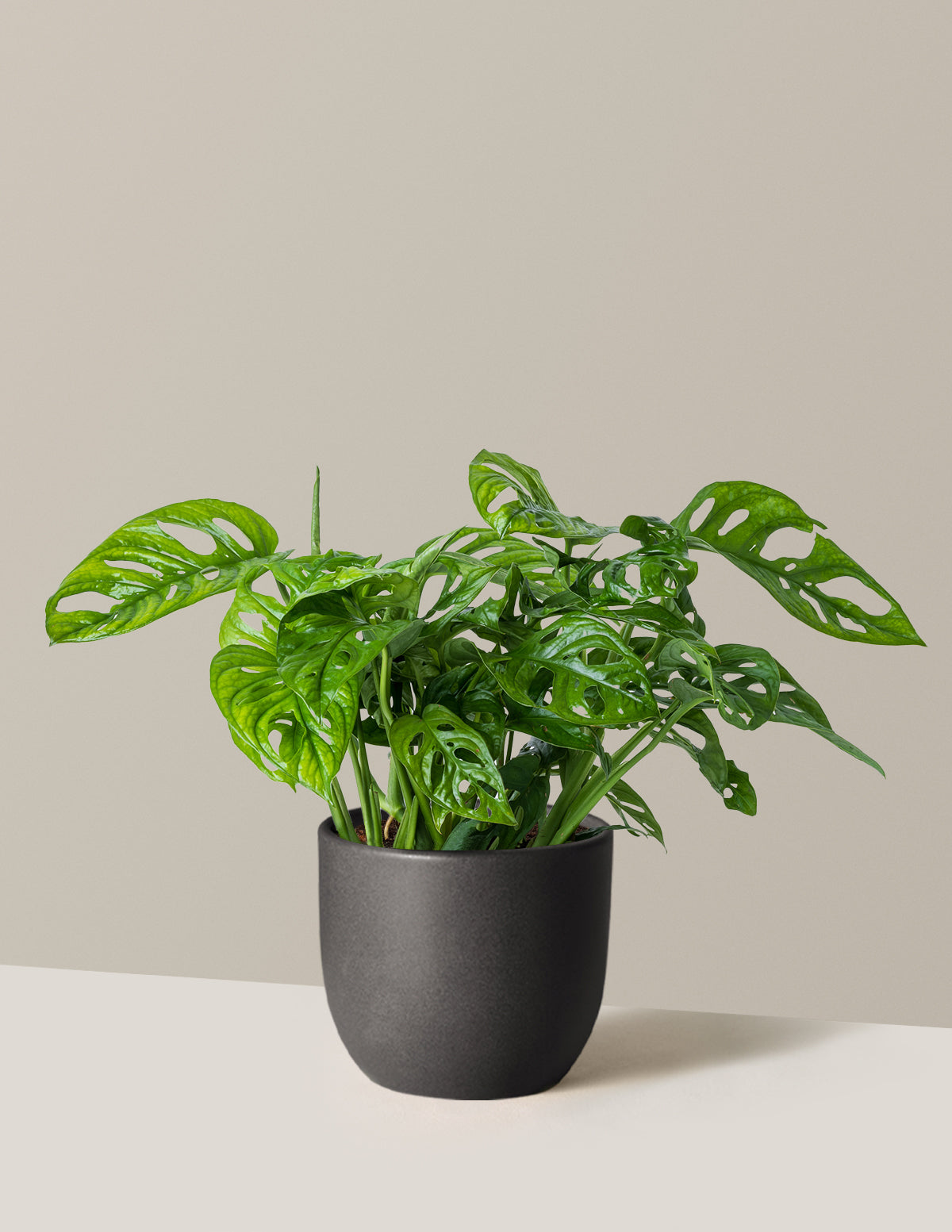 Monstera Adansonii (Deve Tabanı)