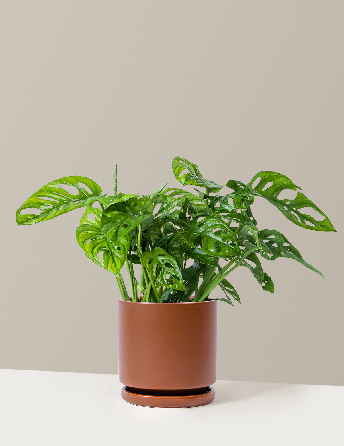 Monstera Adansonii (Deve Tabanı)