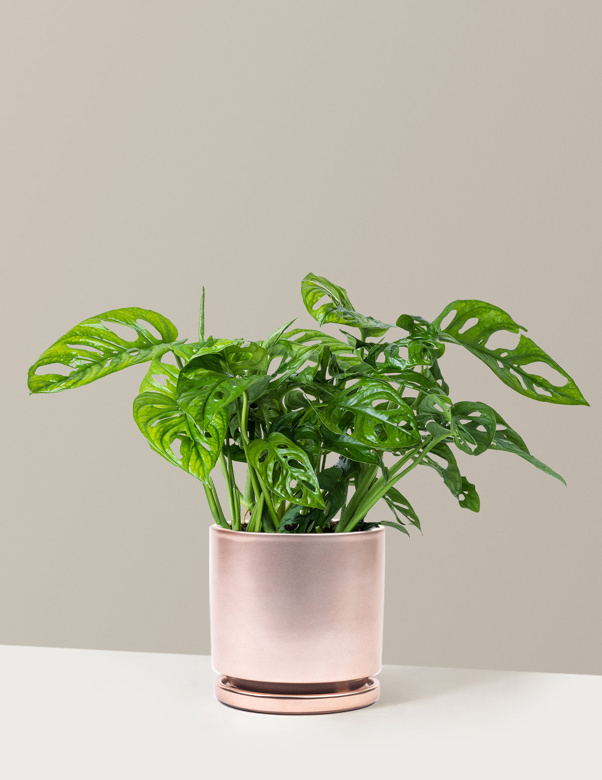 Monstera Adansonii (Deve Tabanı)