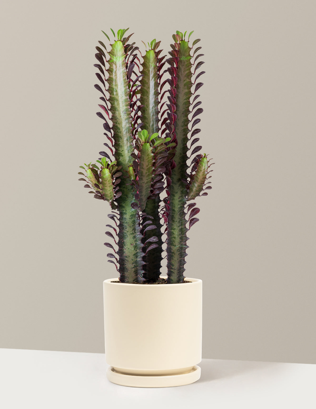 African Milk Tree (Euphorbia trigona 'Rubra')