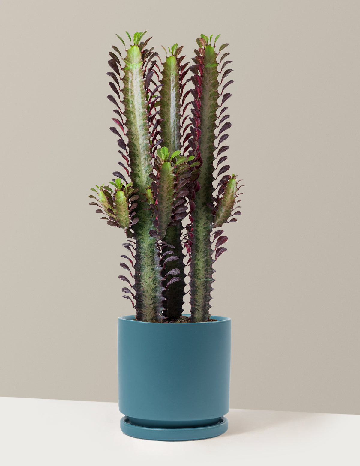 African Milk Tree (Euphorbia trigona 'Rubra')