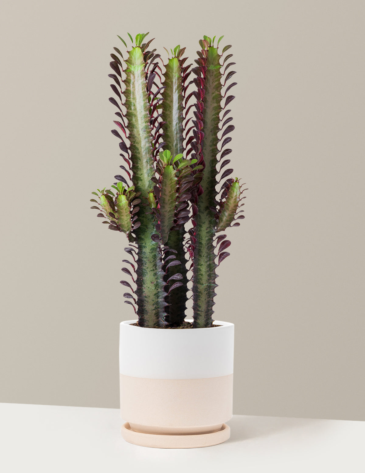 African Milk Tree (Euphorbia trigona 'Rubra')