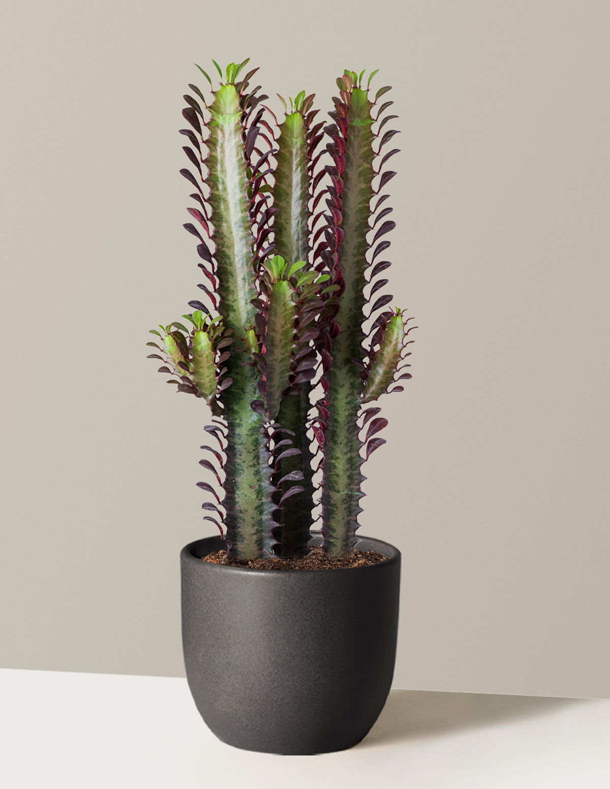 African Milk Tree (Euphorbia trigona 'Rubra')
