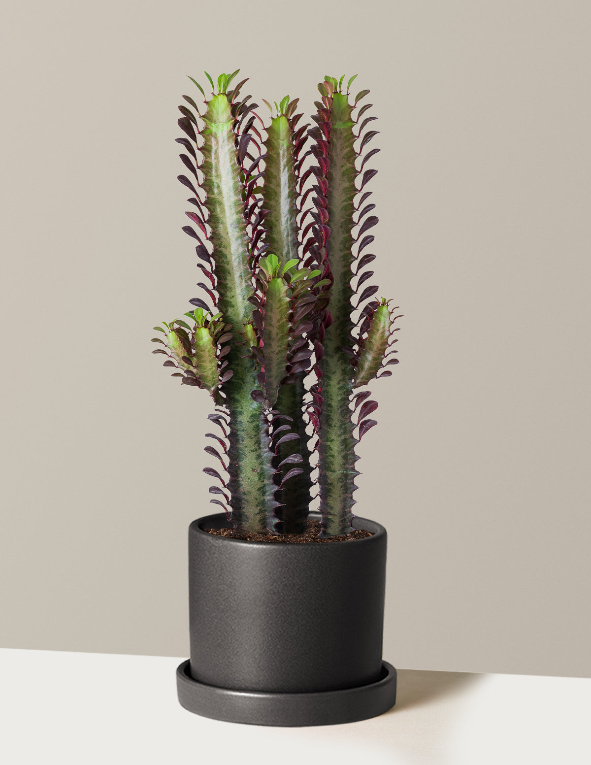 African Milk Tree (Euphorbia trigona 'Rubra')