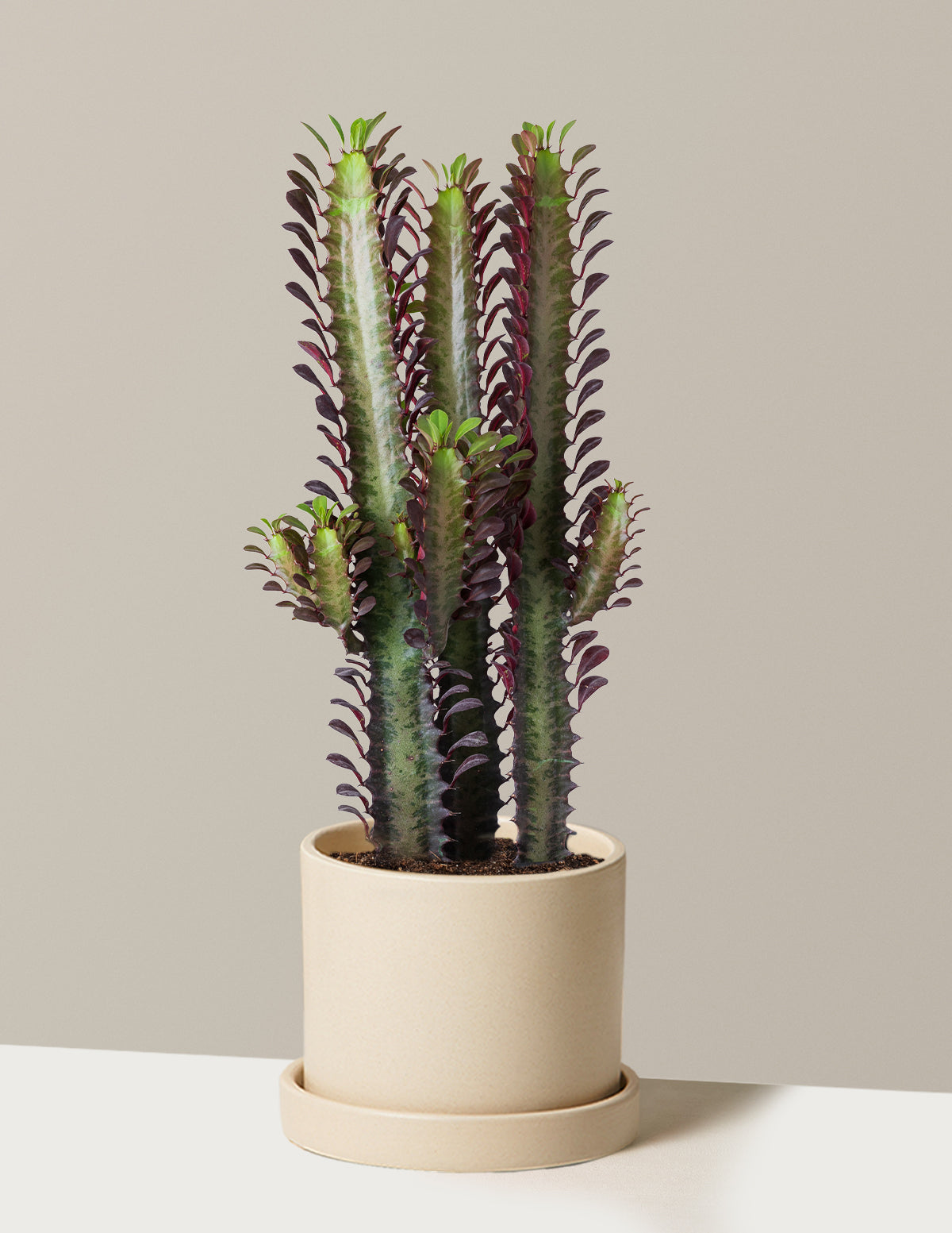 African Milk Tree (Euphorbia trigona 'Rubra')