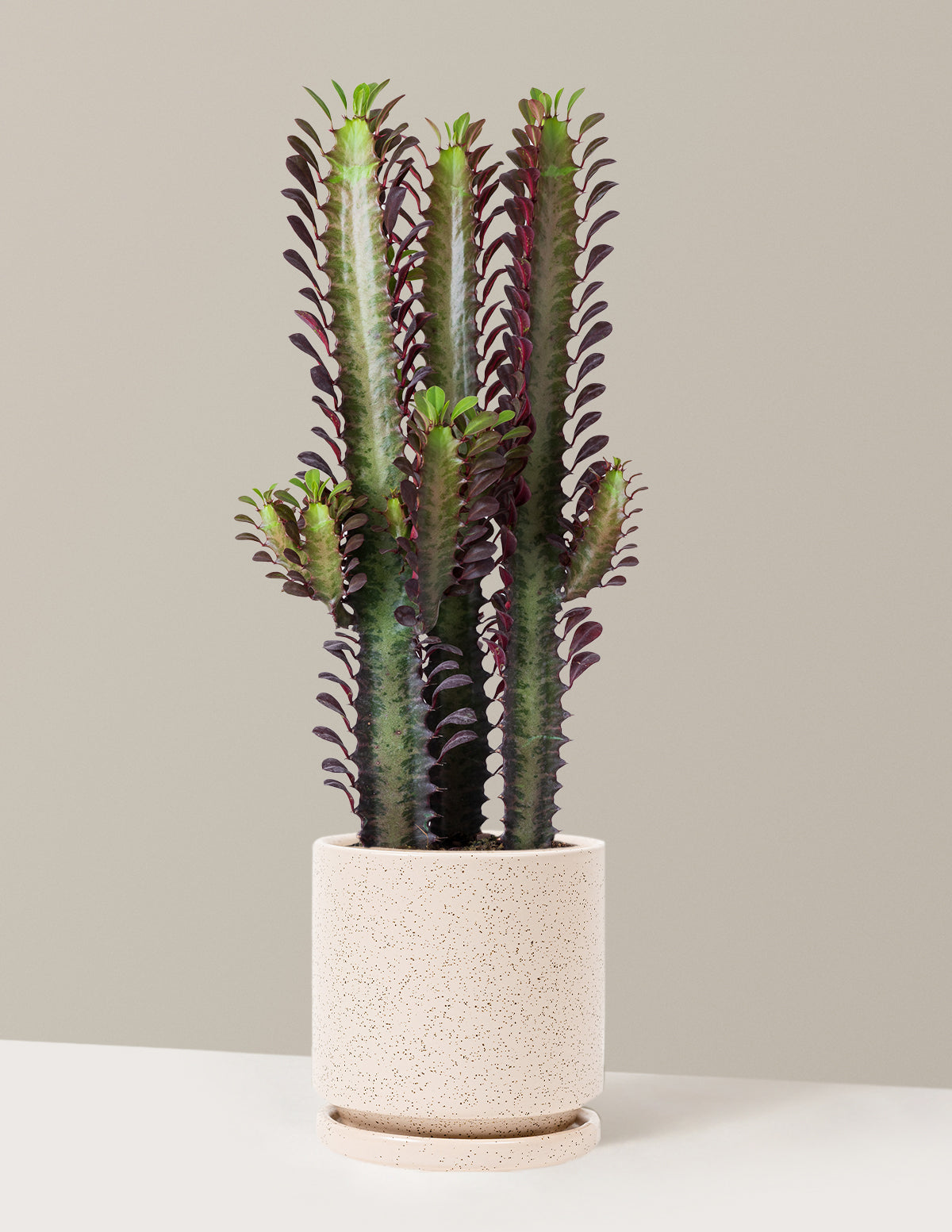 African Milk Tree (Euphorbia trigona 'Rubra')