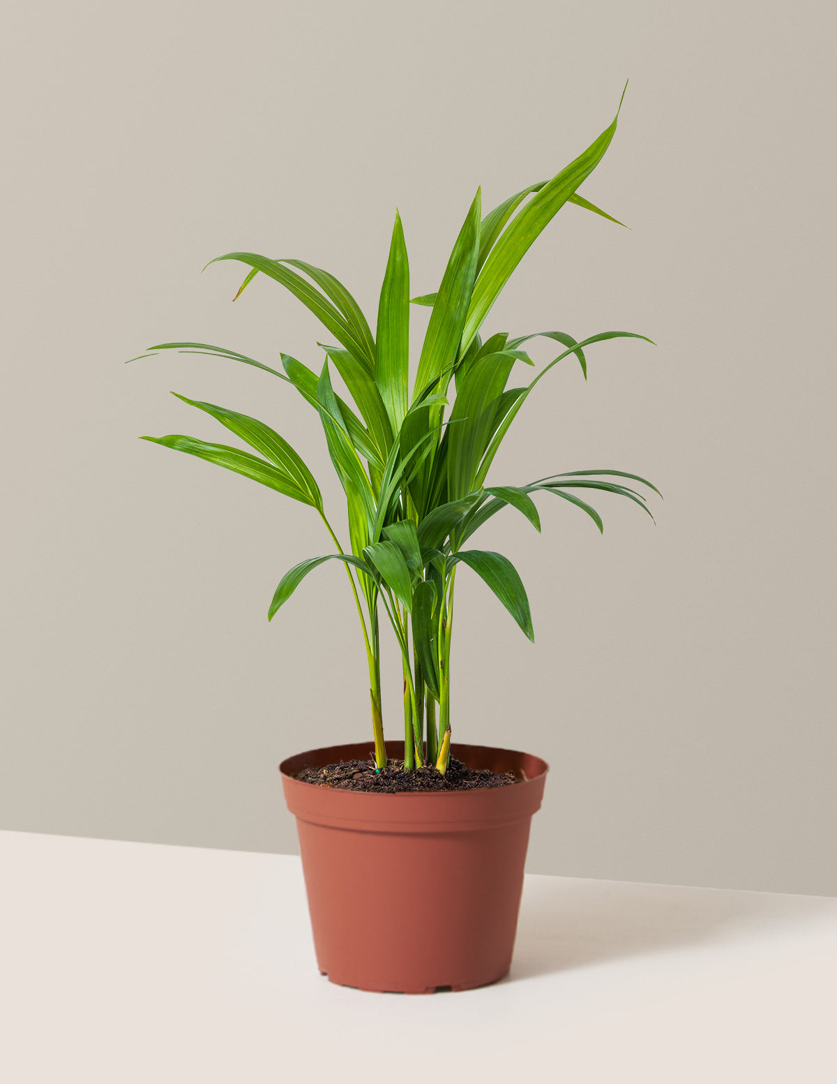 Areca Purifying Palm (Areka Palmiyesi)