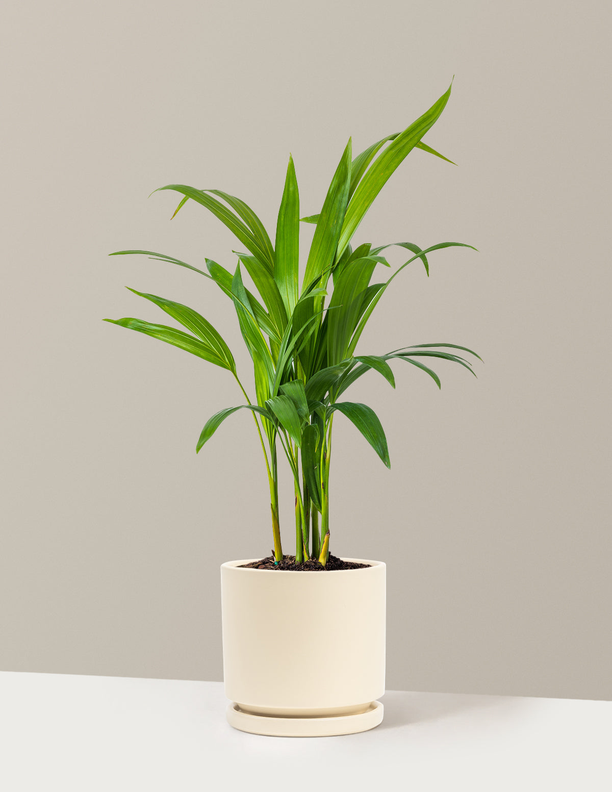 Areca Purifying Palm (Areka Palmiyesi)