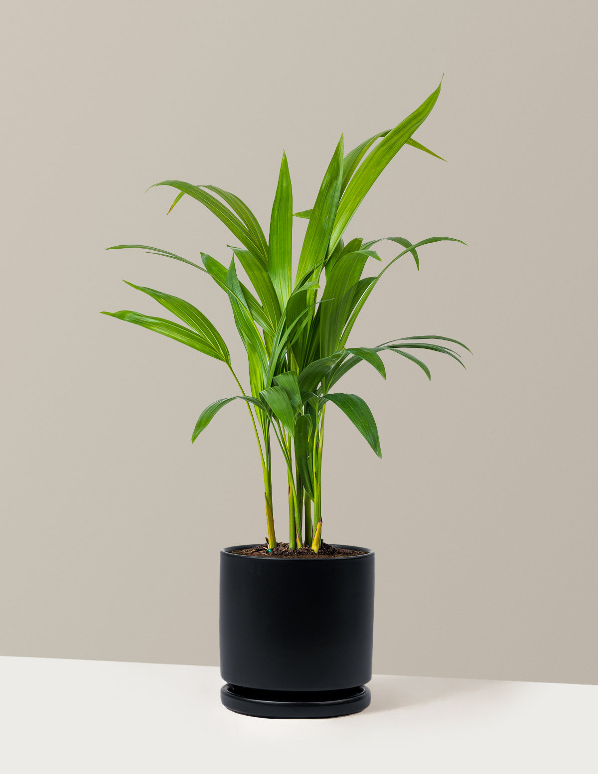 Areca Purifying Palm (Areka Palmiyesi)