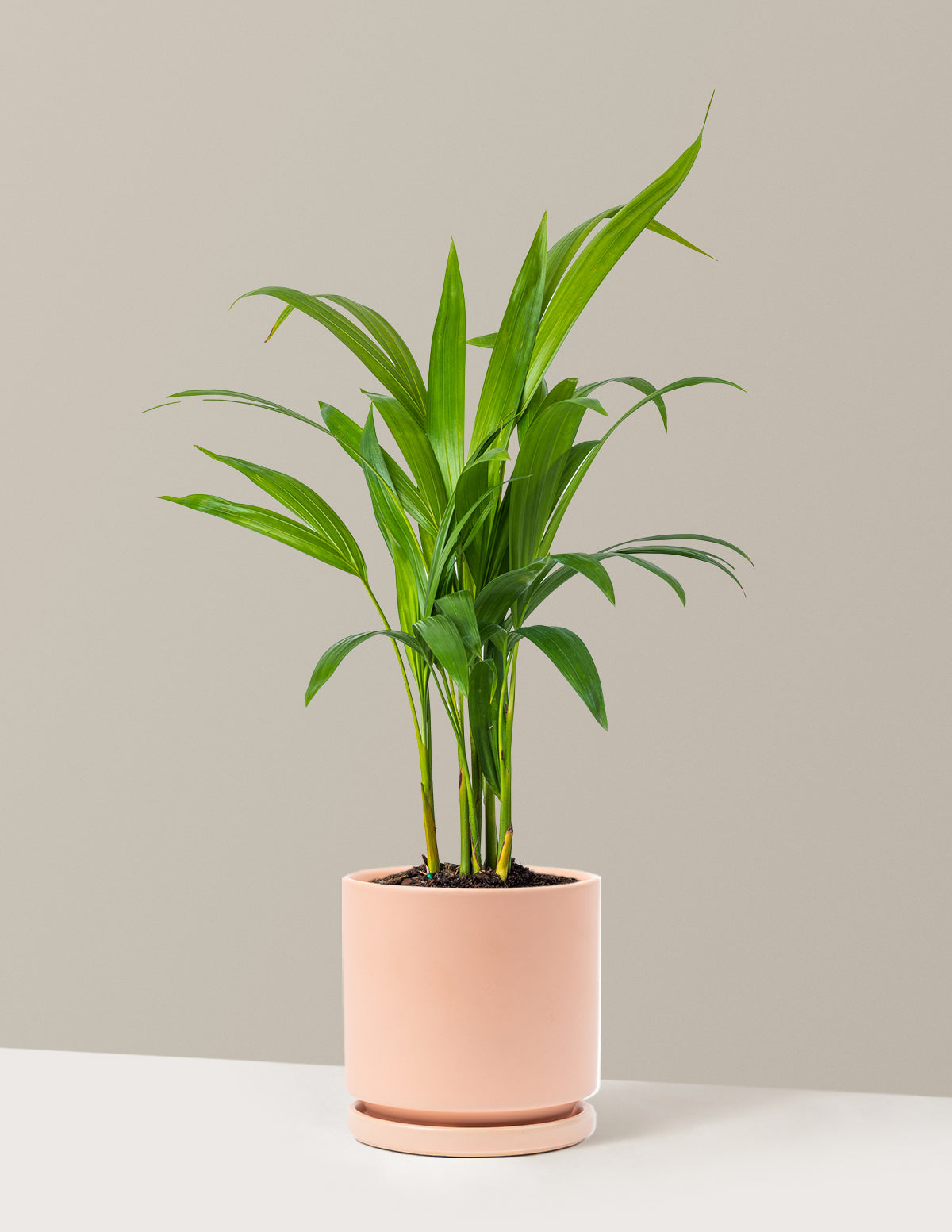 Areca Purifying Palm (Areka Palmiyesi)
