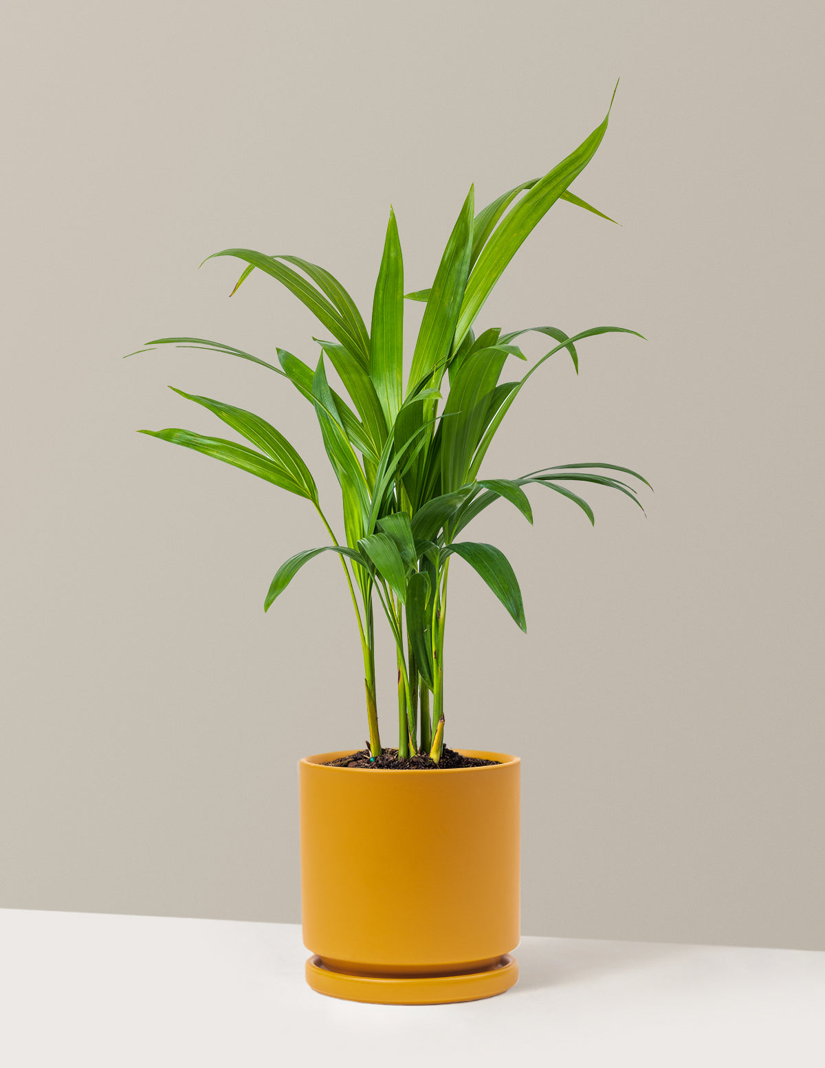Areca Purifying Palm (Areka Palmiyesi)