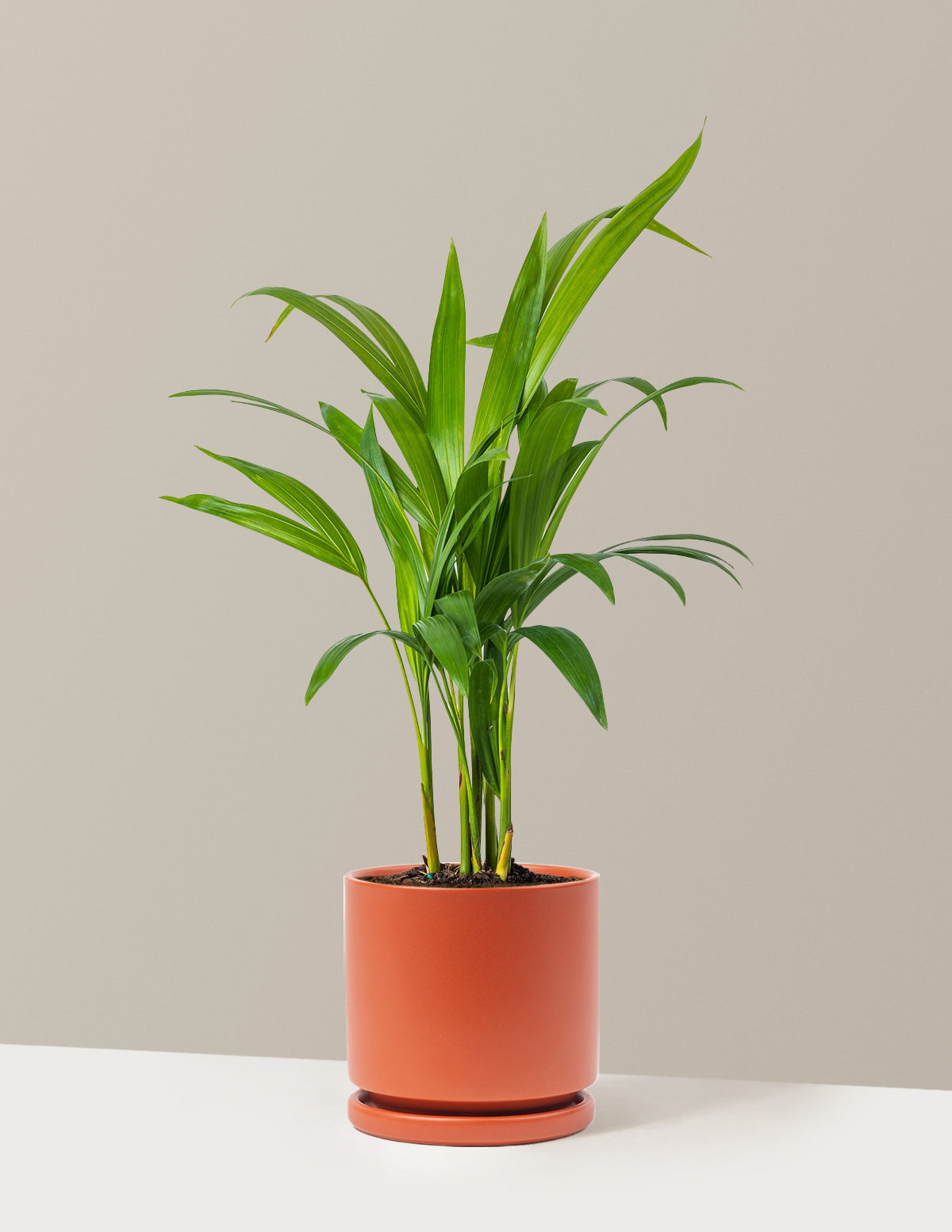 Areca Purifying Palm (Areka Palmiyesi)