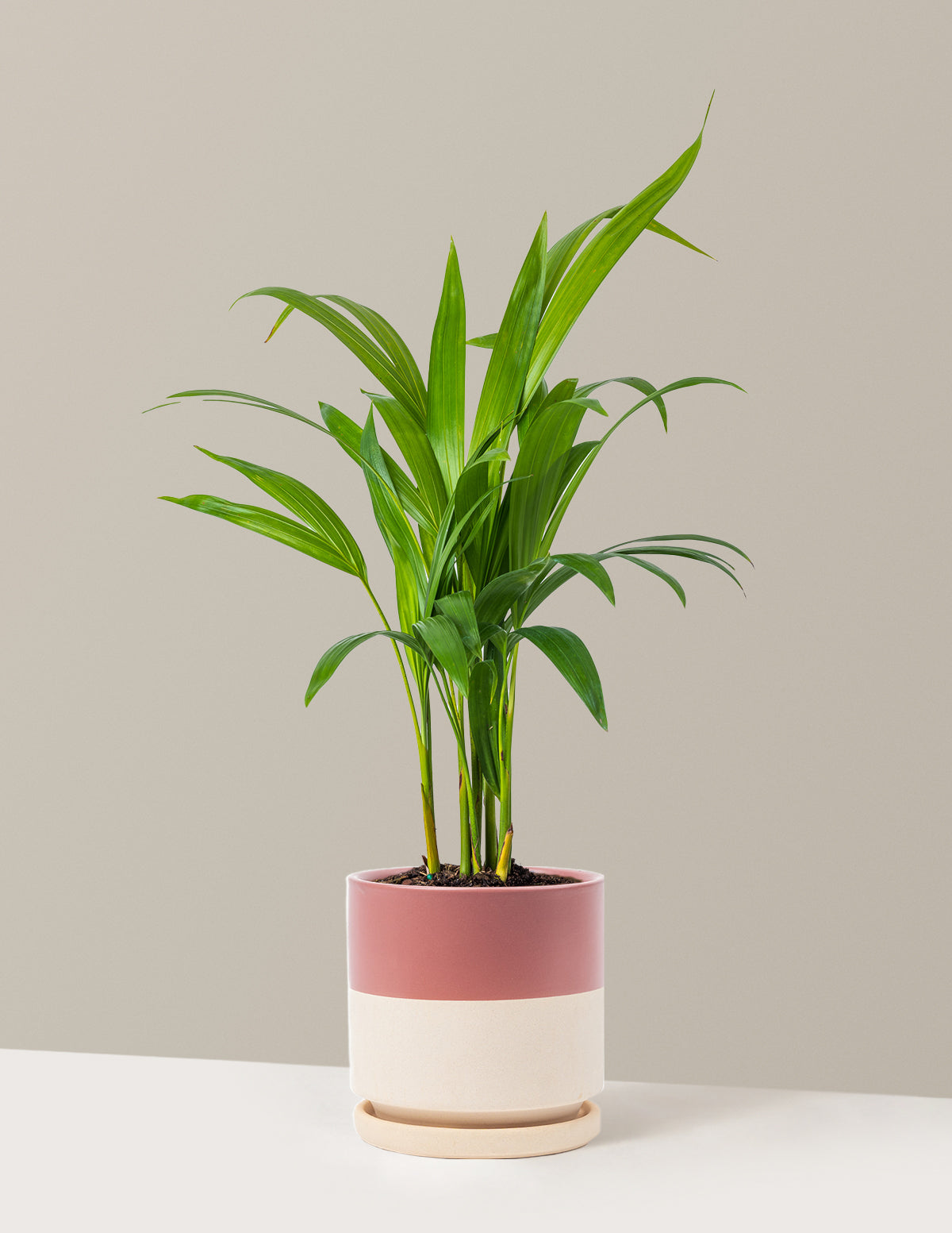 Areca Purifying Palm (Areka Palmiyesi)