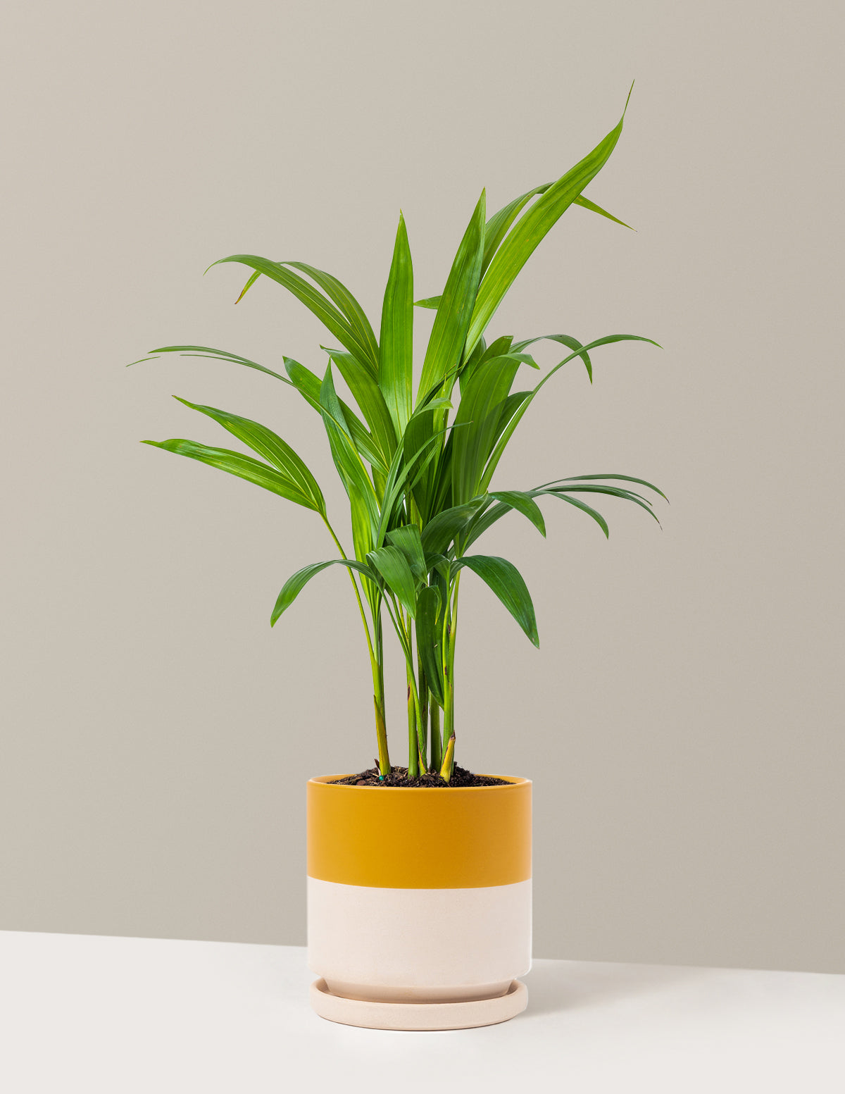 Areca Purifying Palm (Areka Palmiyesi)