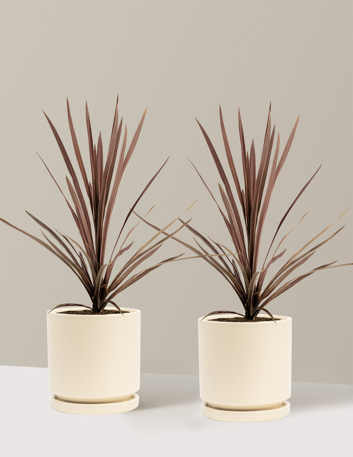 Bauer’s Cordyline