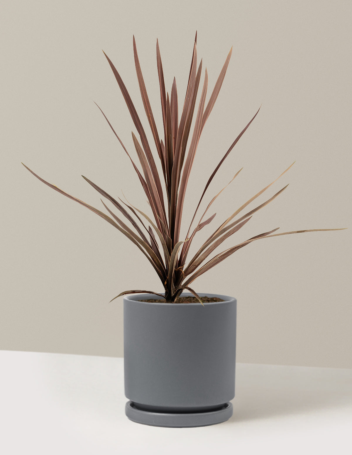 Bauer’s Cordyline