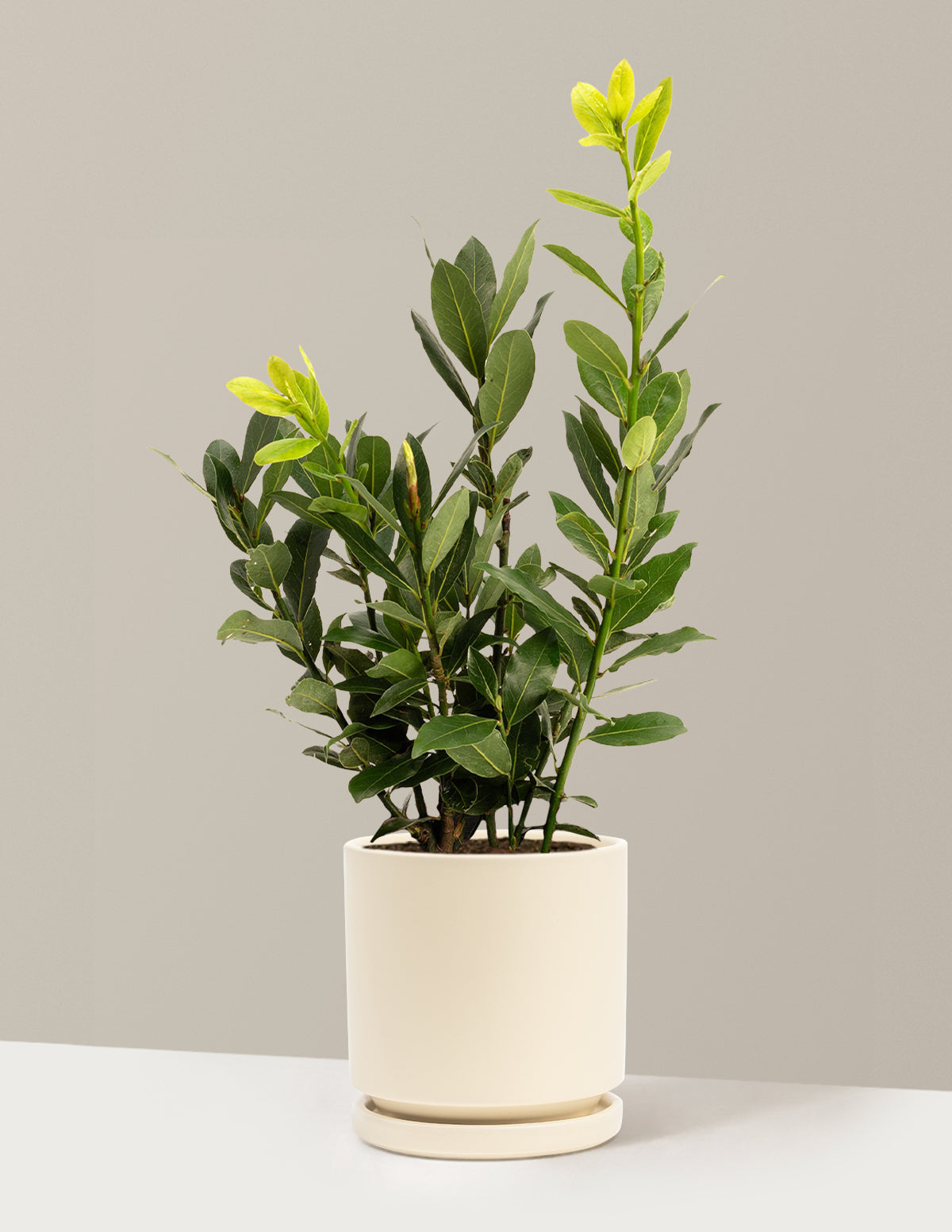 Defne Ağacı (Bay Laurel)
