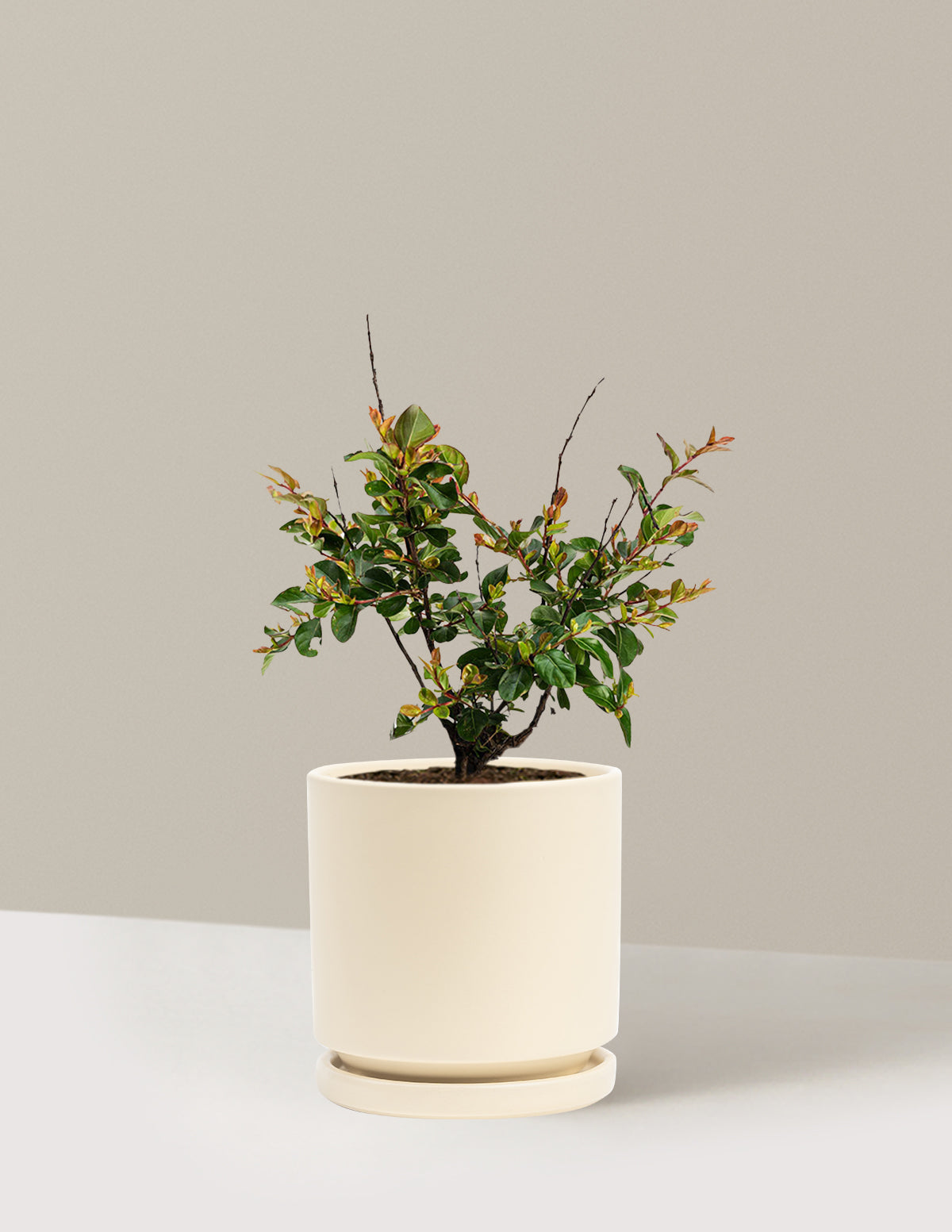 Bellini® Ahududu Renkli Oya Ağacı (Crape Myrtle)