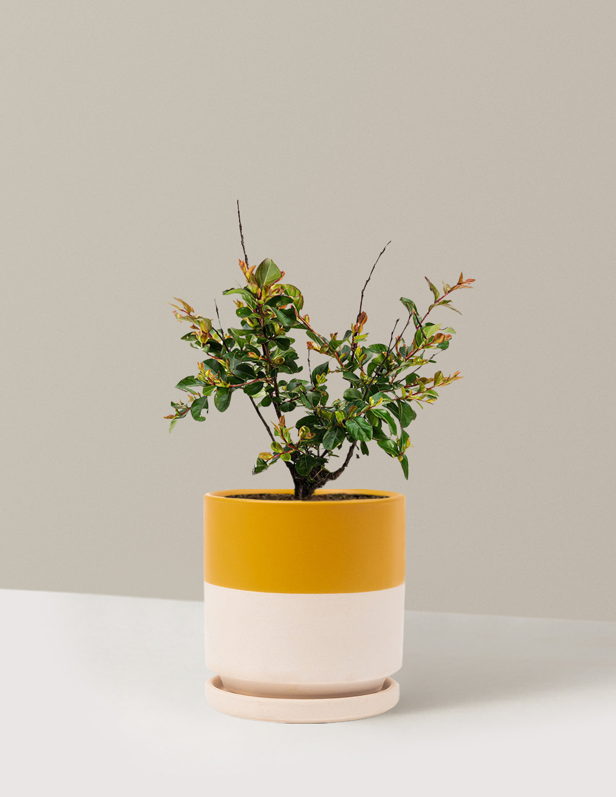 Bellini® Ahududu Renkli Oya Ağacı (Crape Myrtle)