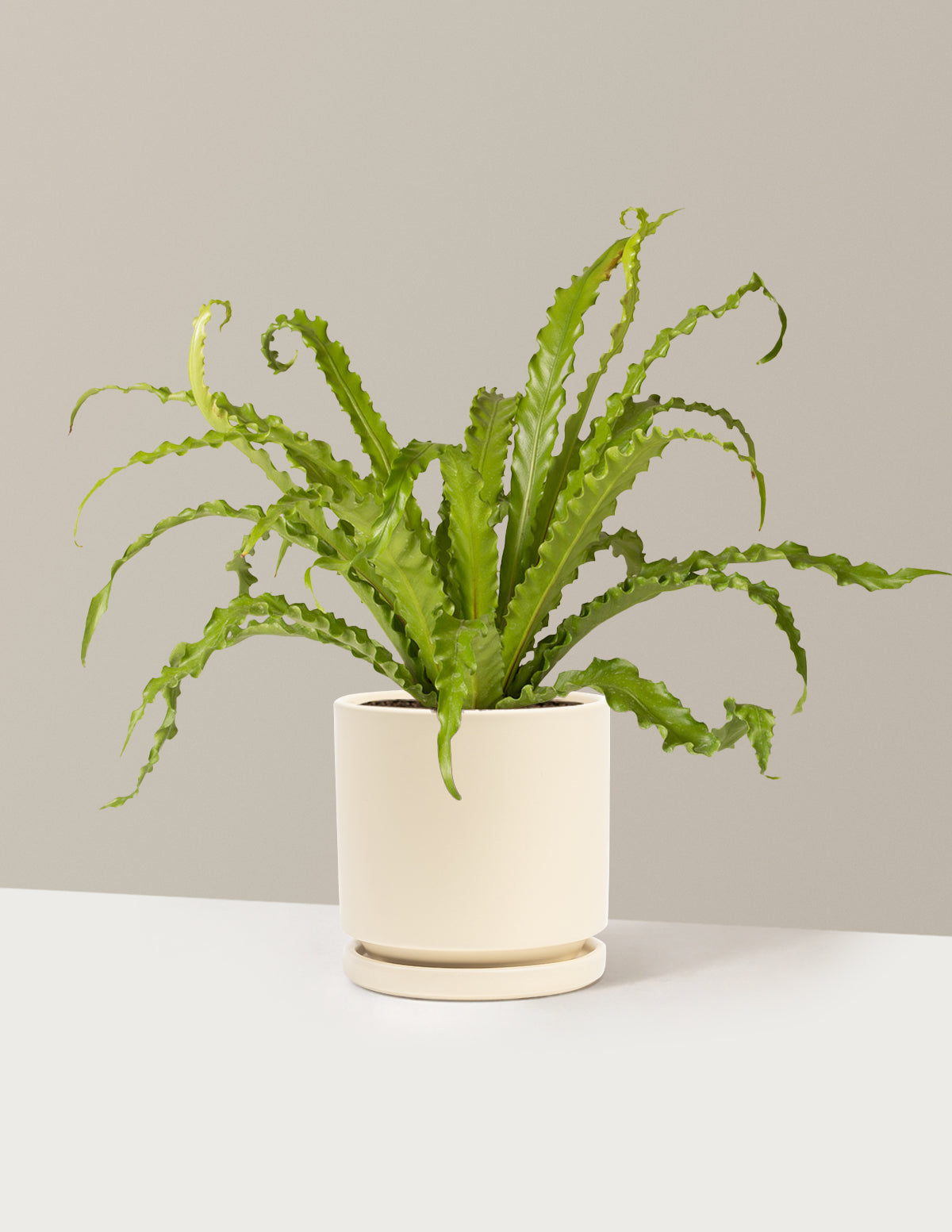 Kuş Yuvası Eğrelti Otu (Bird's Nest Fern)