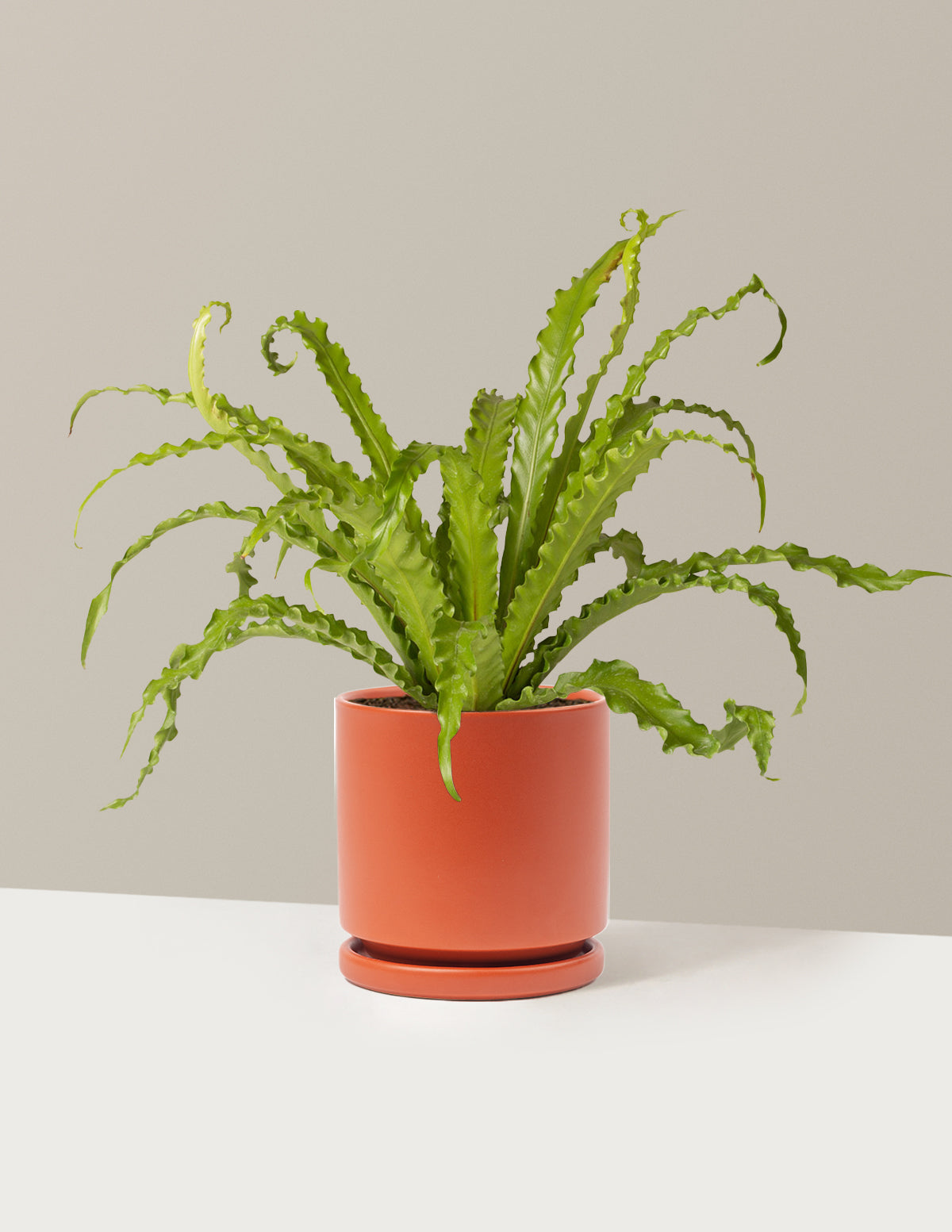 Kuş Yuvası Eğrelti Otu (Bird's Nest Fern)