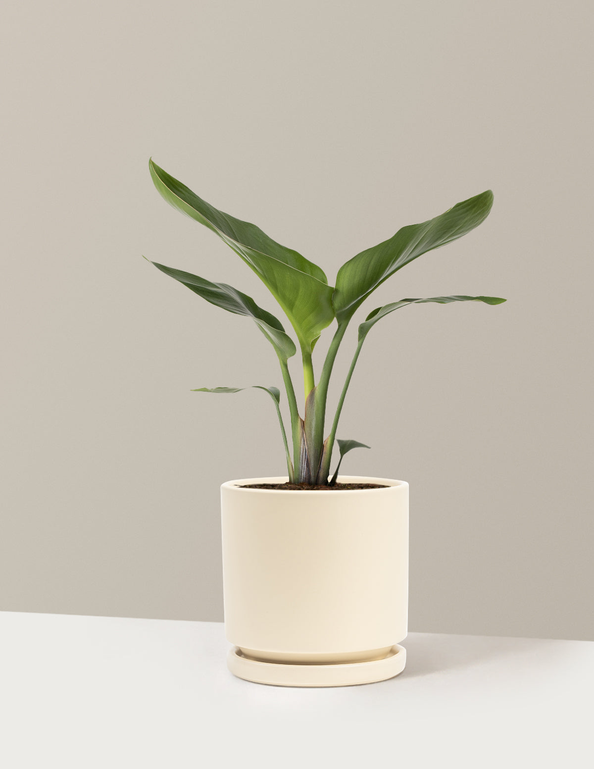 Cennet Kuşu Çiçeği (Strelitzia)