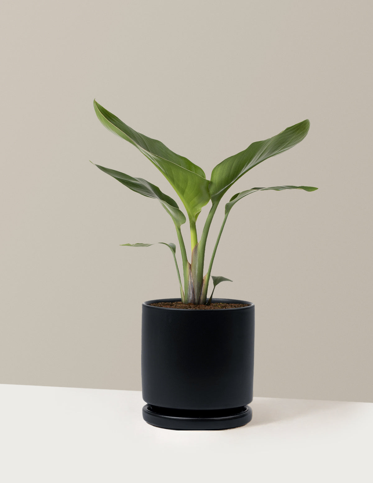 Cennet Kuşu Çiçeği (Strelitzia)