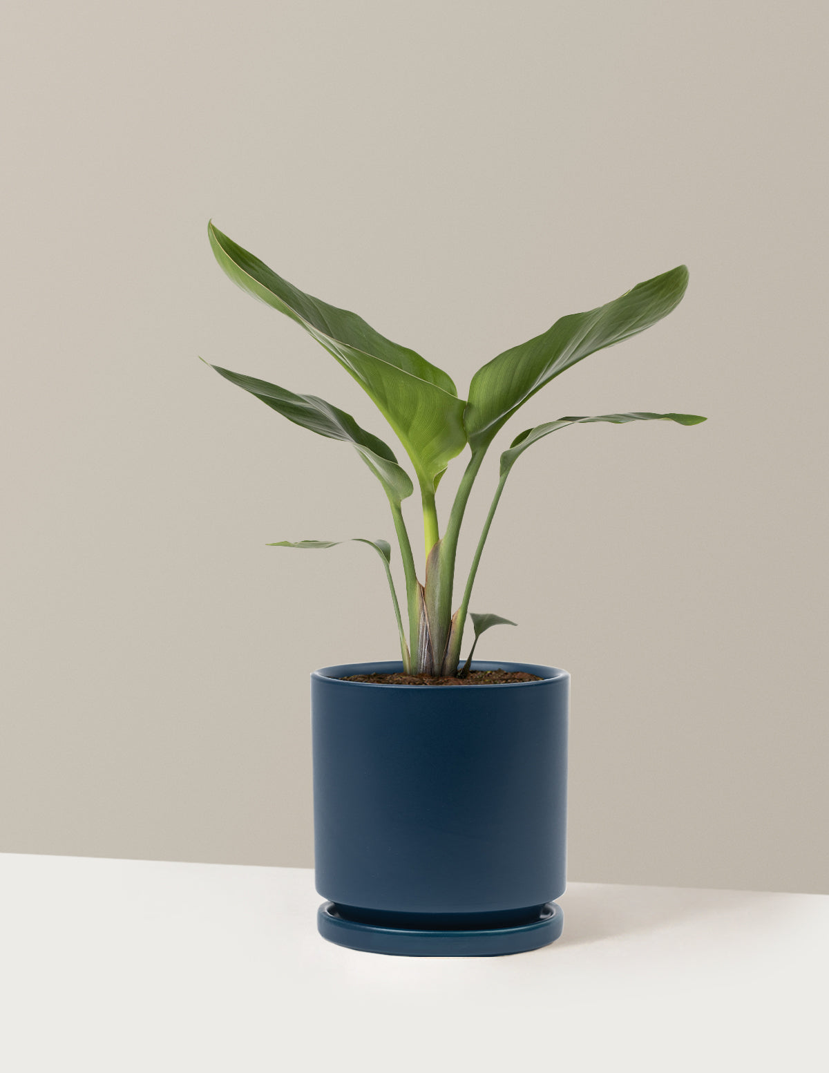 Cennet Kuşu Çiçeği (Strelitzia)