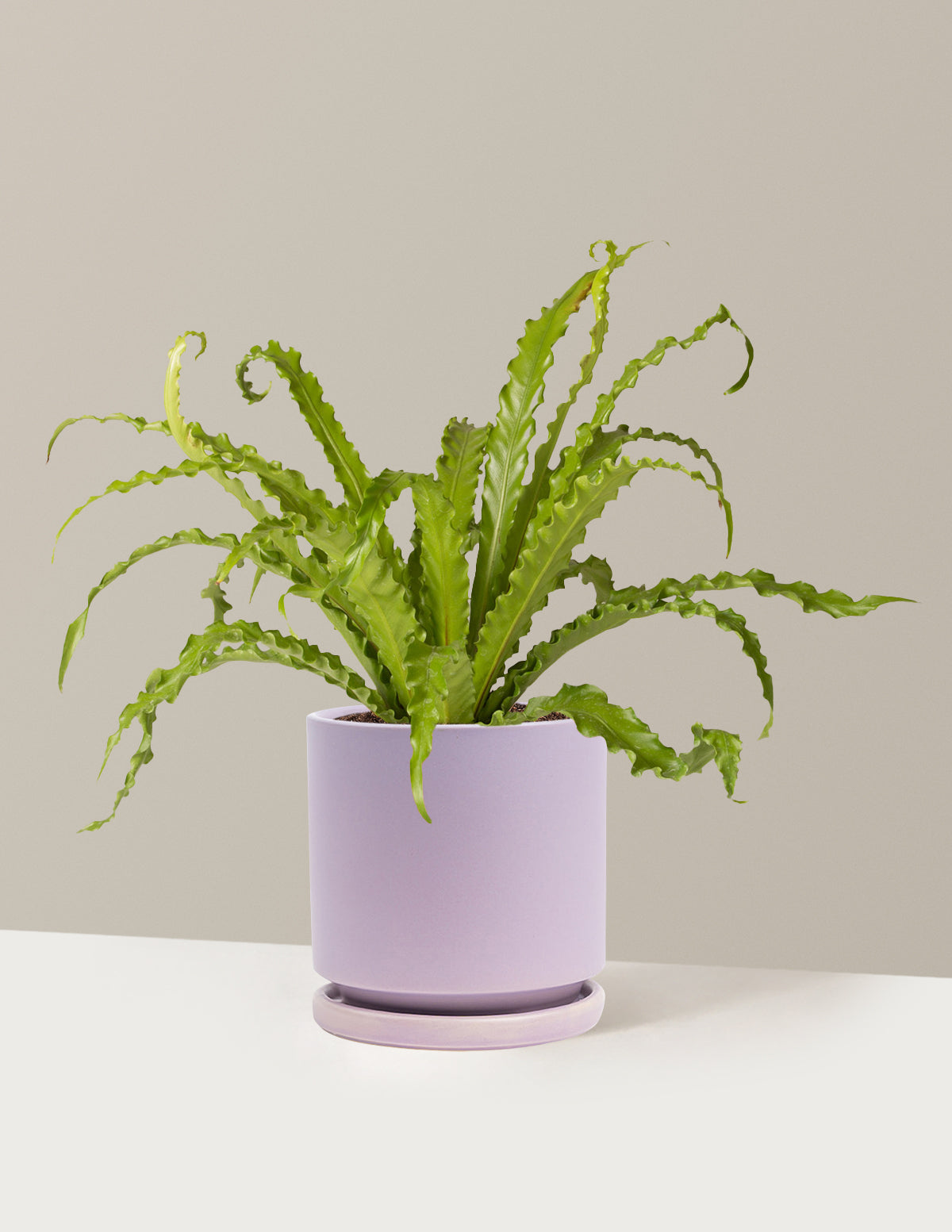 Kuş Yuvası Eğrelti Otu (Bird's Nest Fern)