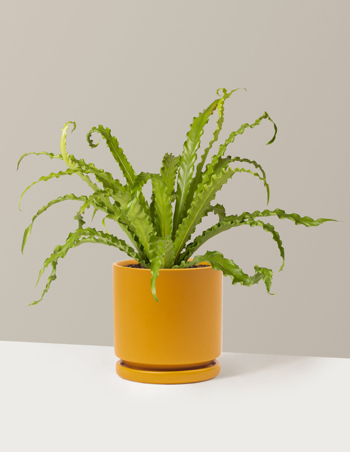 Kuş Yuvası Eğrelti Otu (Bird's Nest Fern)