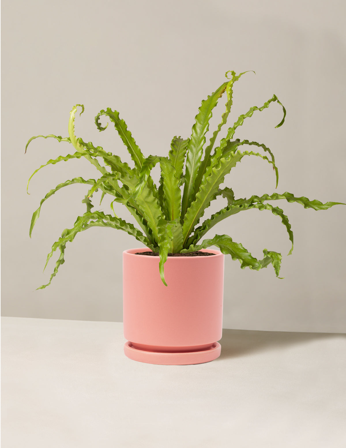 Kuş Yuvası Eğrelti Otu (Bird's Nest Fern)