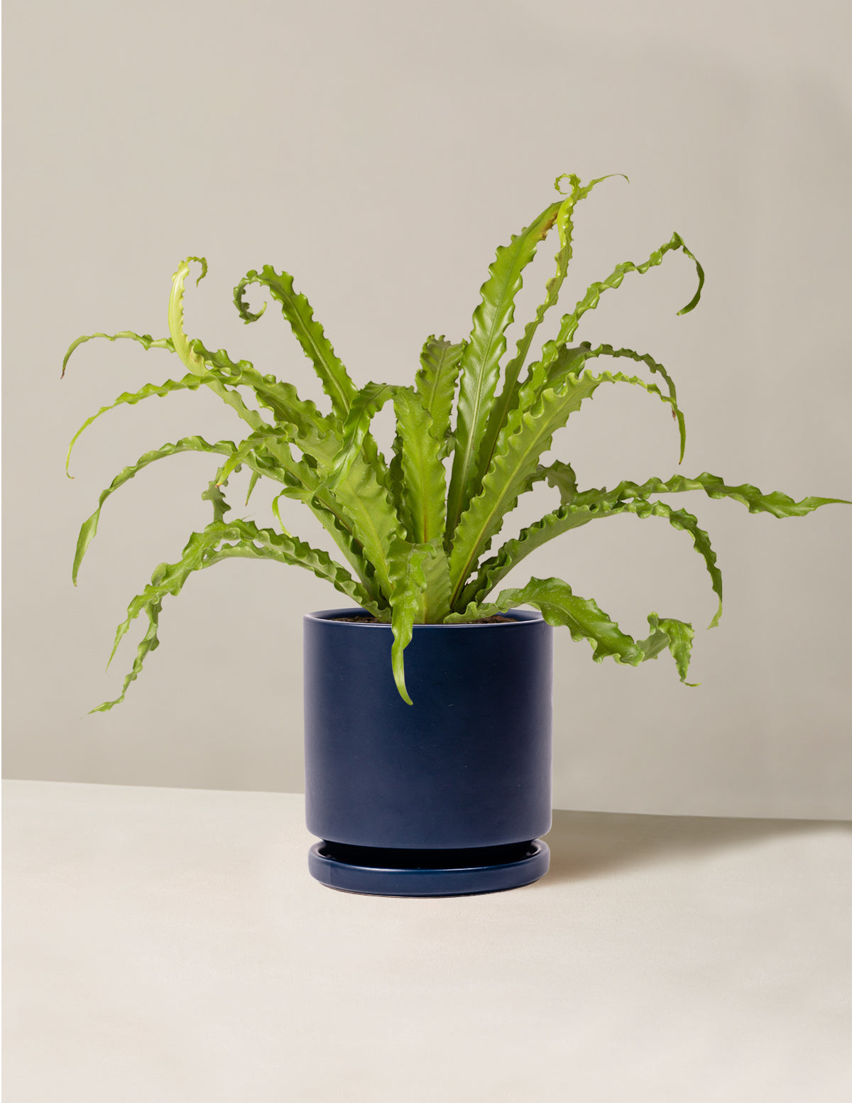 Kuş Yuvası Eğrelti Otu (Bird's Nest Fern)