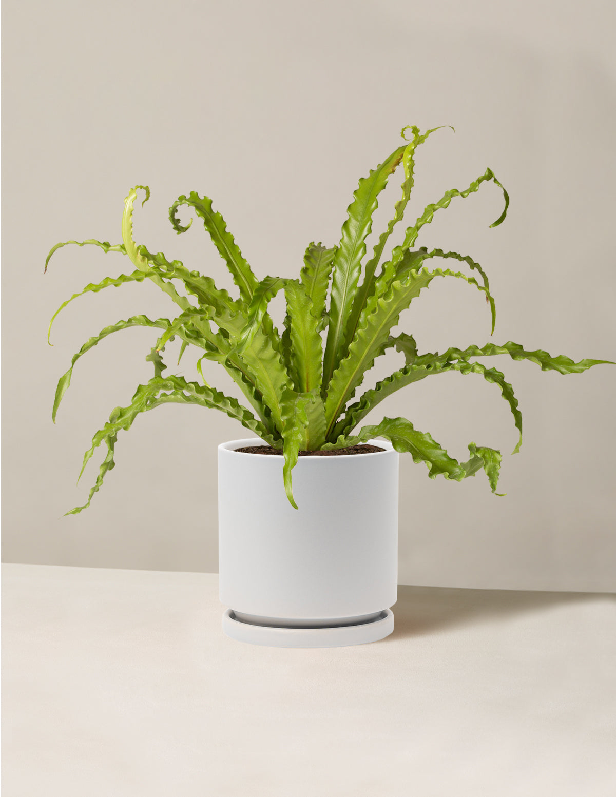 Kuş Yuvası Eğrelti Otu (Bird's Nest Fern)