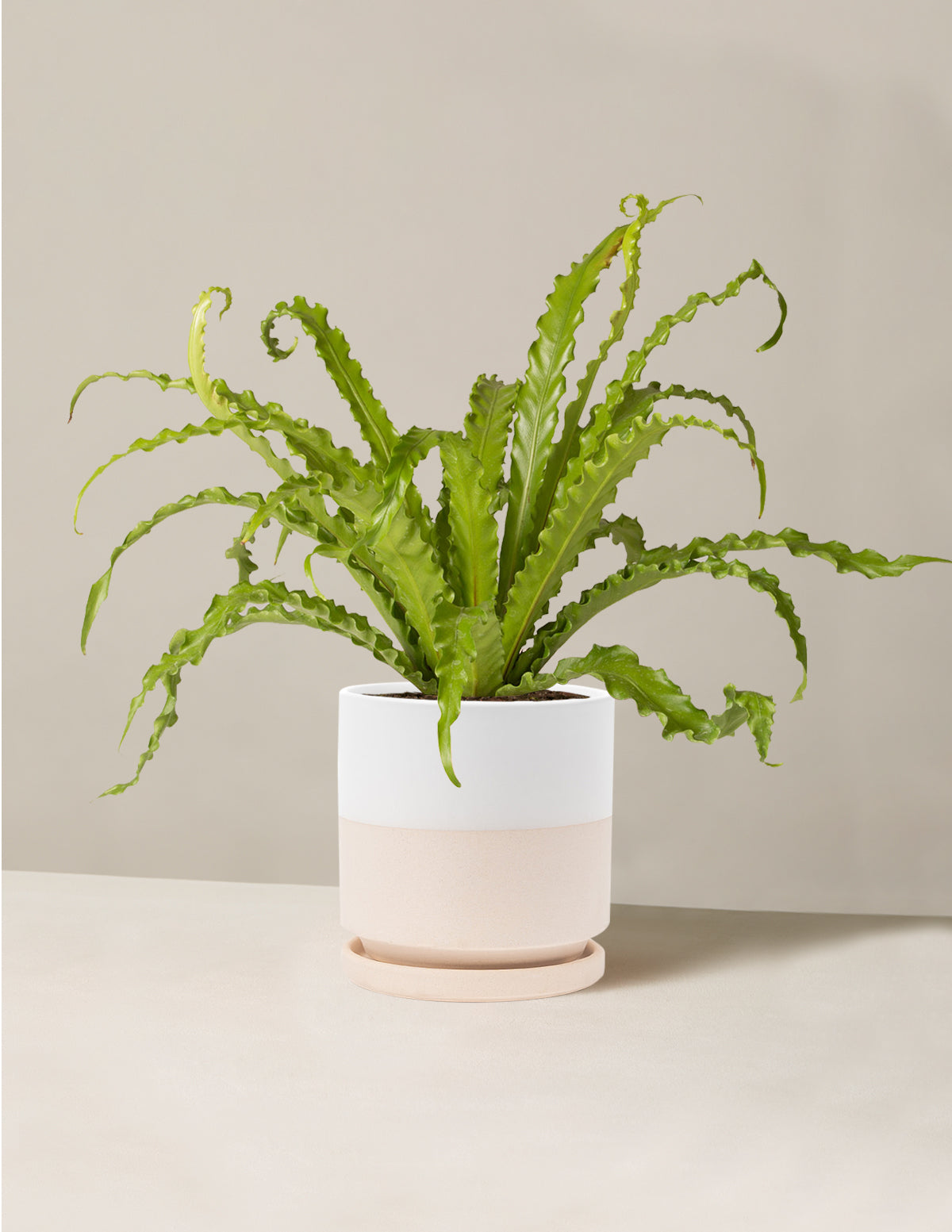 Kuş Yuvası Eğrelti Otu (Bird's Nest Fern)