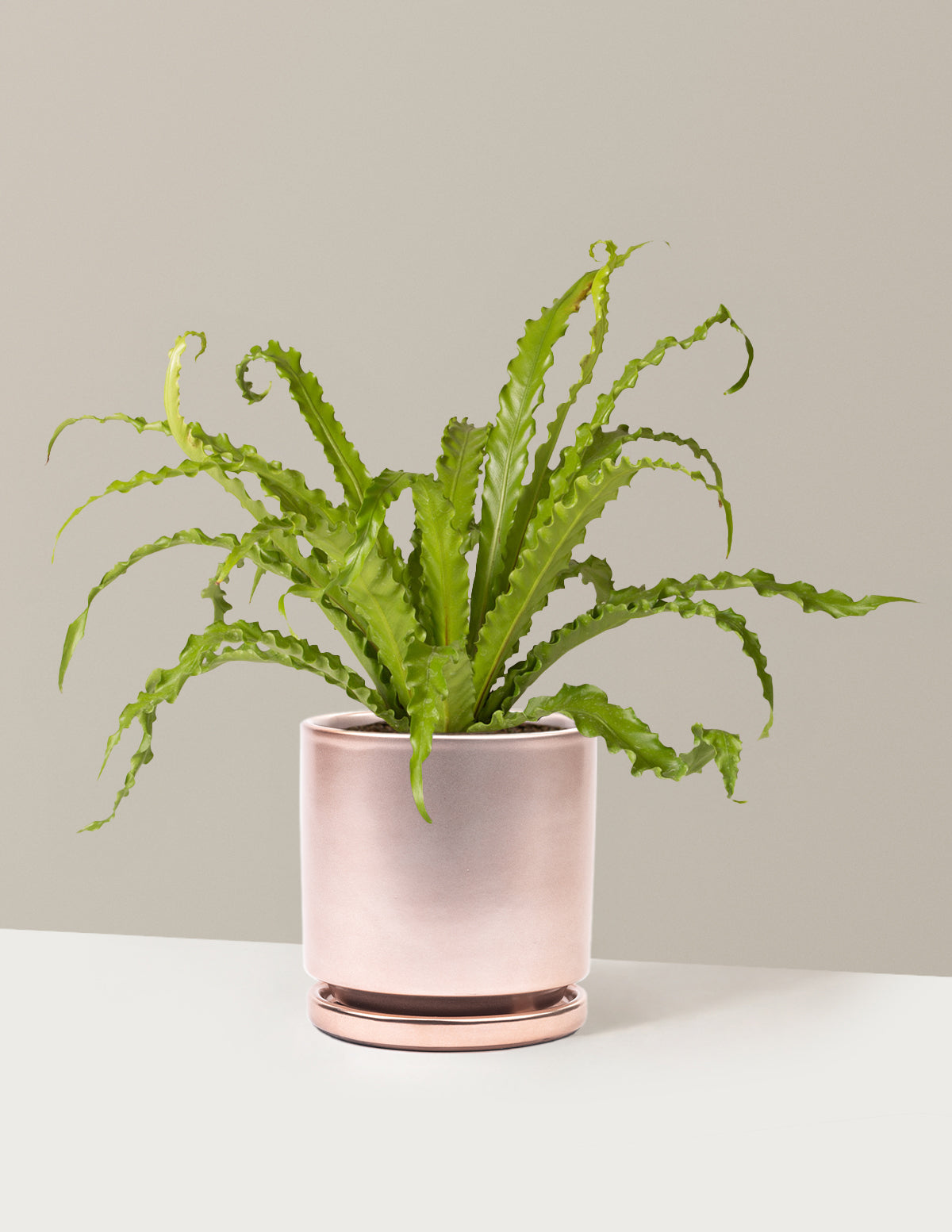 Kuş Yuvası Eğrelti Otu (Bird's Nest Fern)