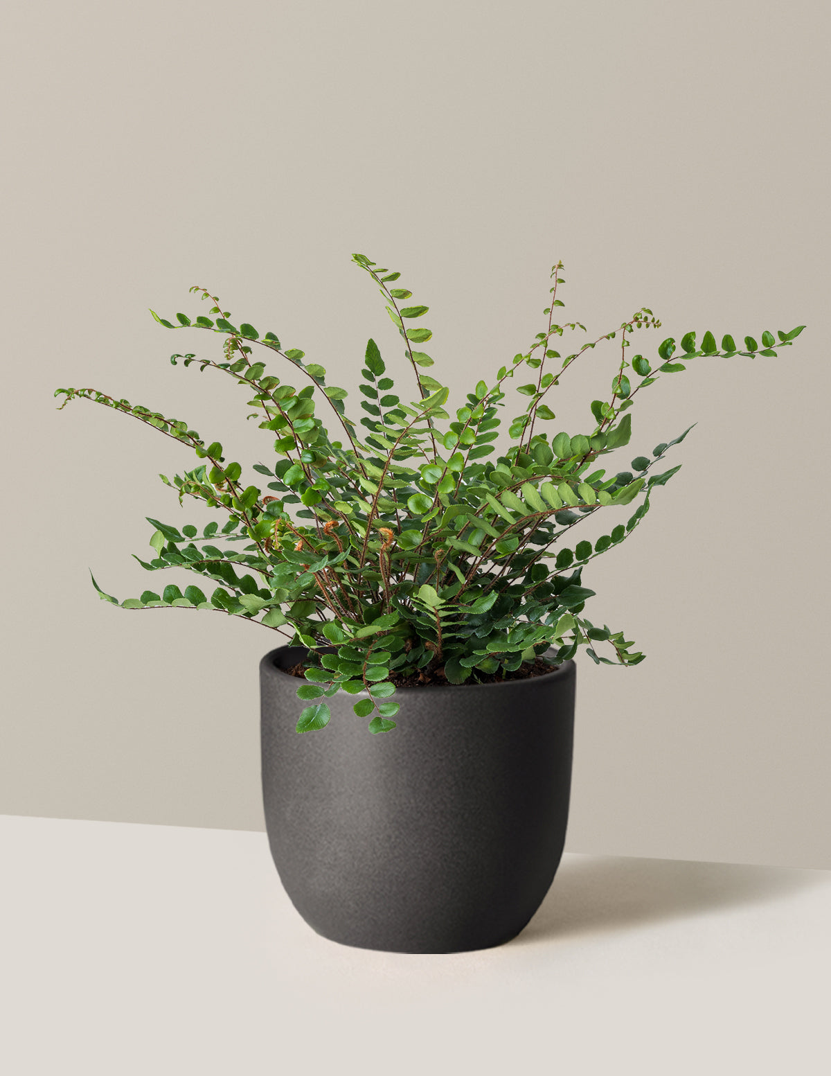 Button Fern (Düğme Eğreltisi)