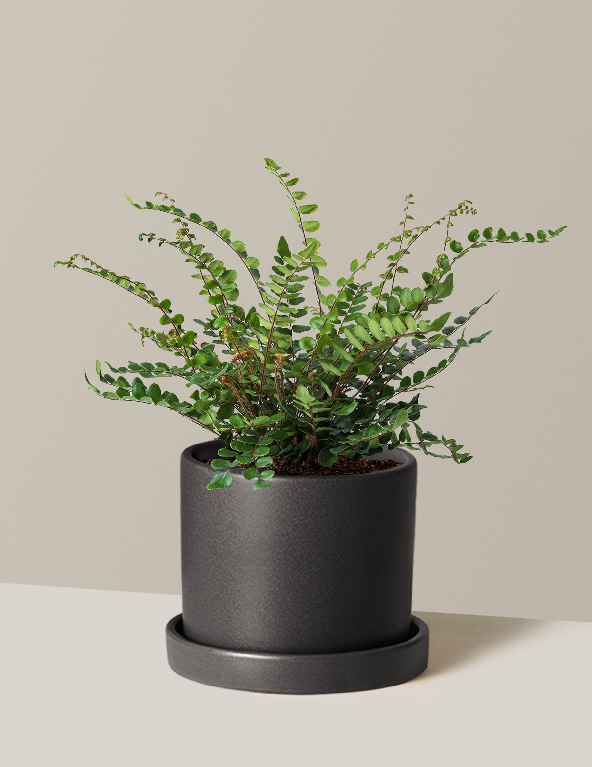Button Fern (Düğme Eğreltisi)