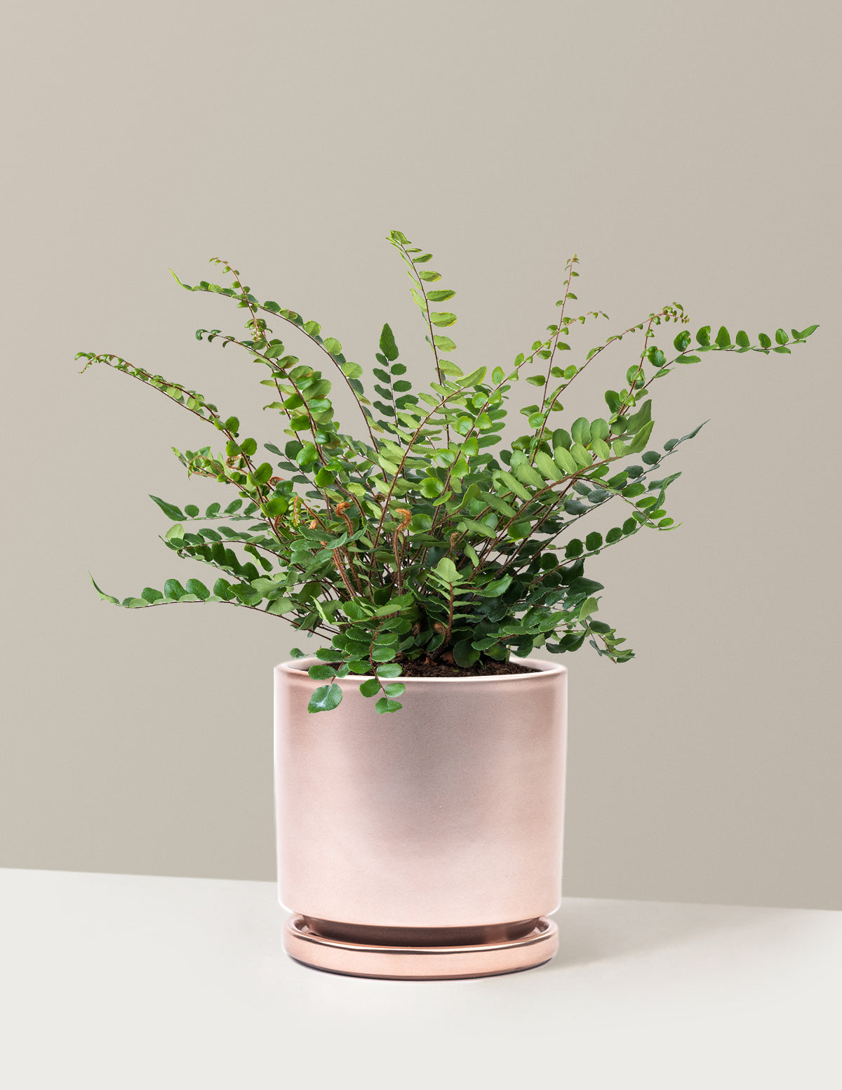 Button Fern (Düğme Eğreltisi)