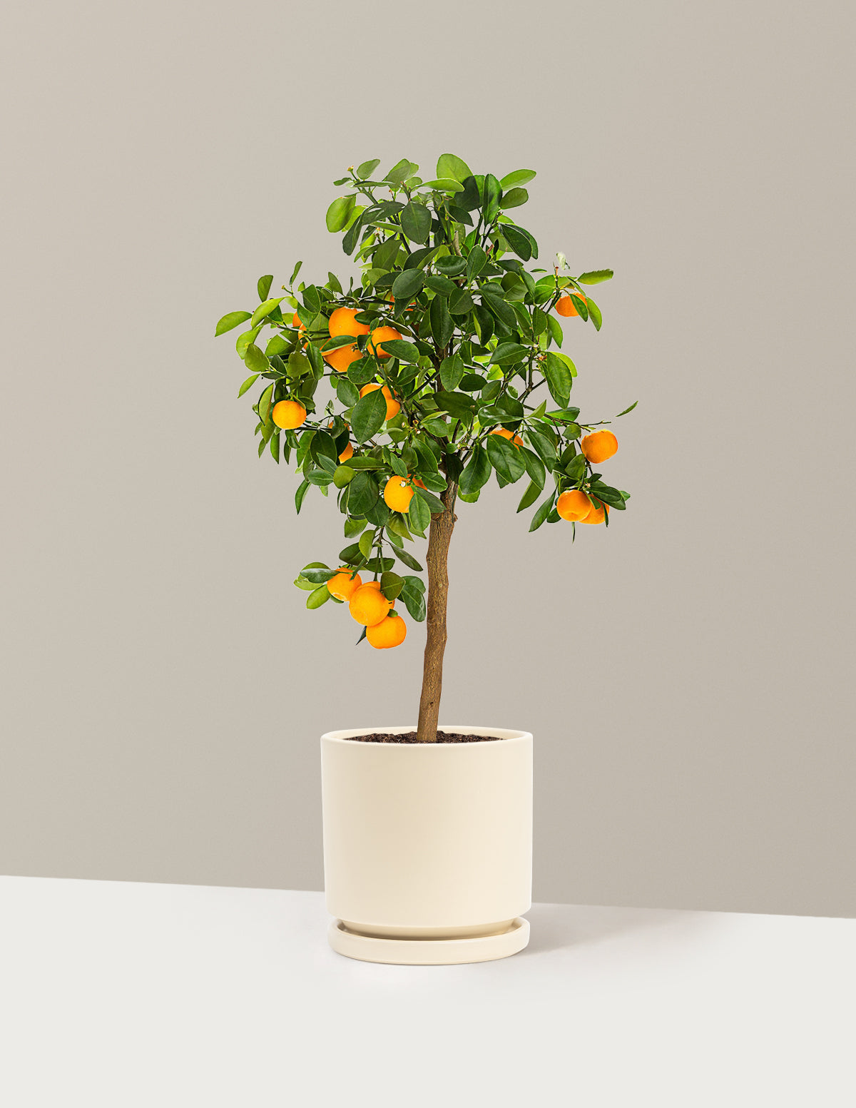 Calamondin Turunç Ağacı