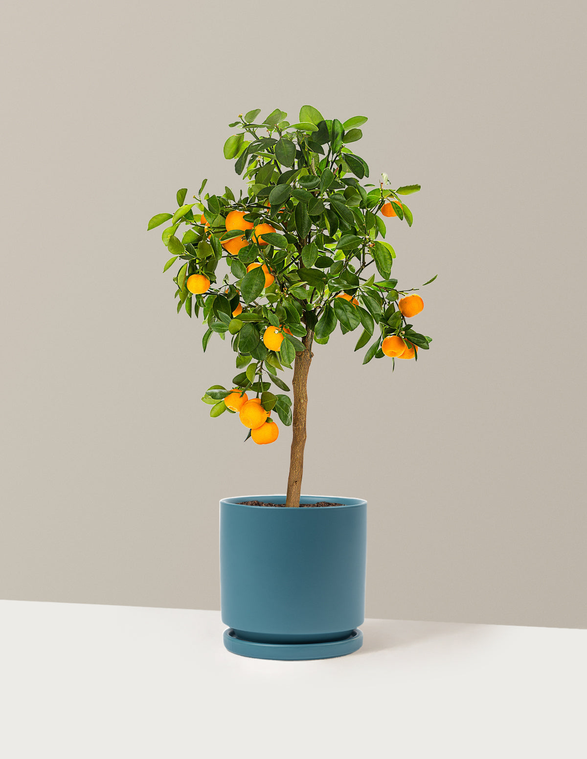 Calamondin Turunç Ağacı