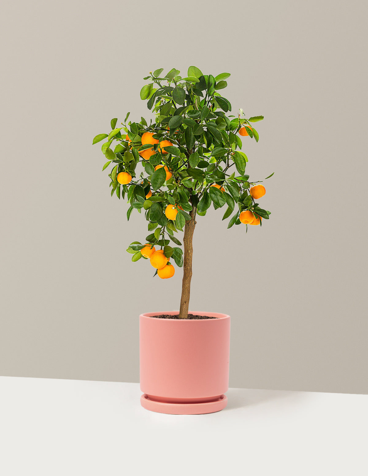 Calamondin Turunç Ağacı