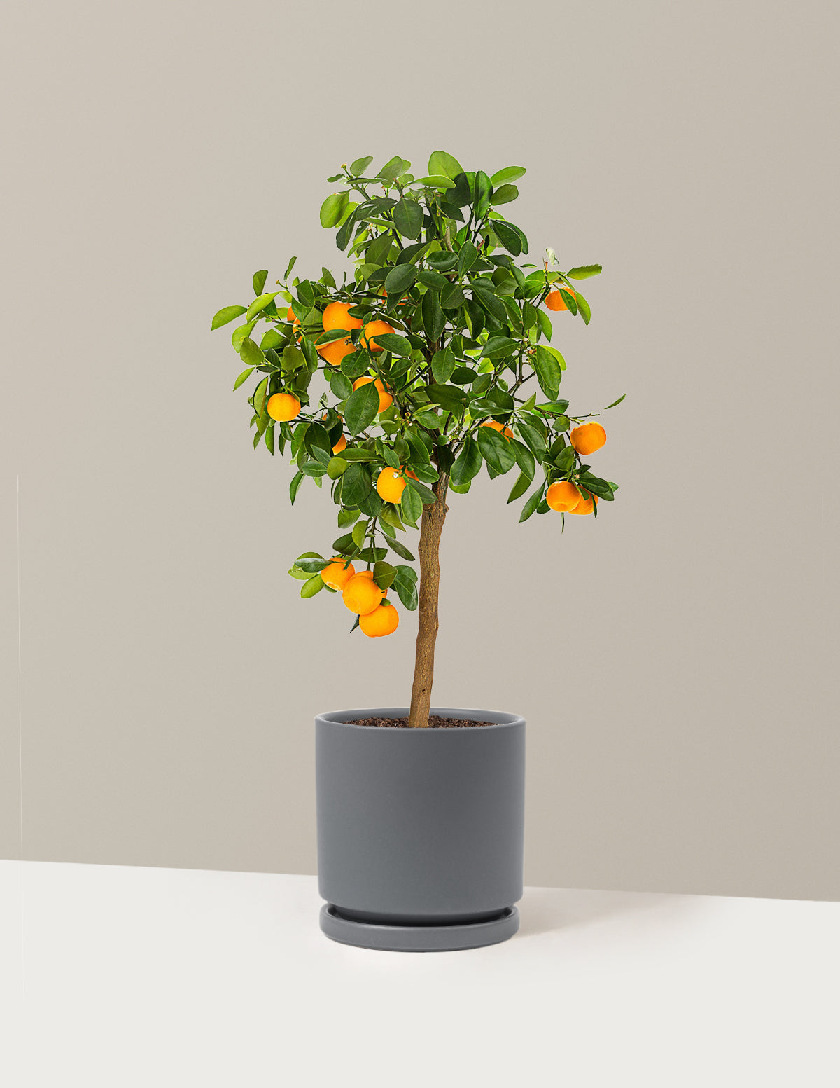 Calamondin Turunç Ağacı